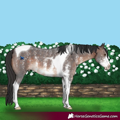 Horse Color:Brown Sabino Tobiano 