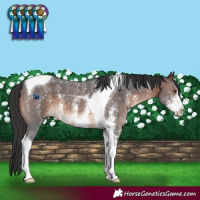 Horse Color:Brown Sabino Tobiano 