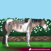 Horse Color:Brown Sabino Tobiano