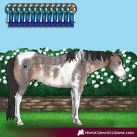 Horse Color:Brown Sabino Tobiano 