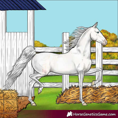 Horse Color:Silver Buckskin Pearl Splash Tobiano Appaloosa 