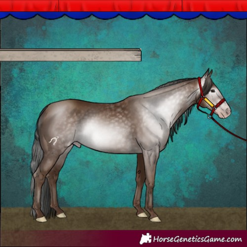 Horse Color:Gray Classic Champagne 
