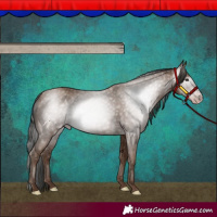 Horse Color:Gray Classic Champagne