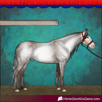 Horse Color:Gray Classic Champagne
