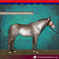 Horse Color:Gray Classic Champagne 