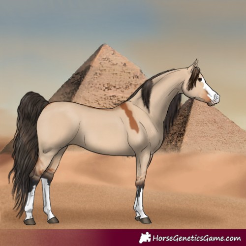 Horse Color:Bay Dun 