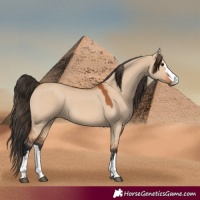 Horse Color:Bay Dun