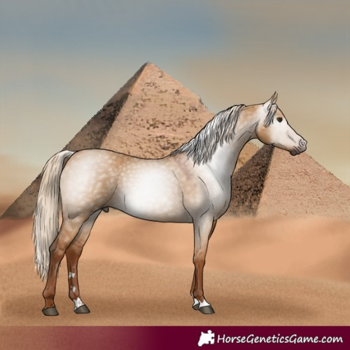Horse Color:Gray Red Dun 