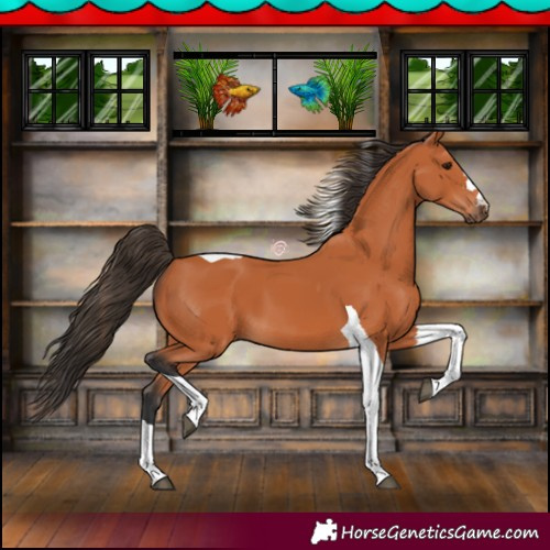 Horse Color:Bay Tobiano 