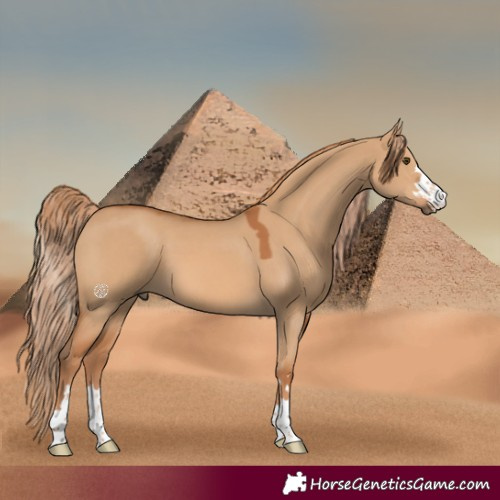 Horse Color:Red Dun 