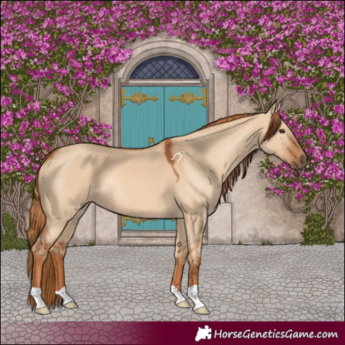 Horse Color:Red Dun 