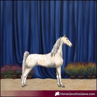Horse Color:Palomino Appaloosa 
