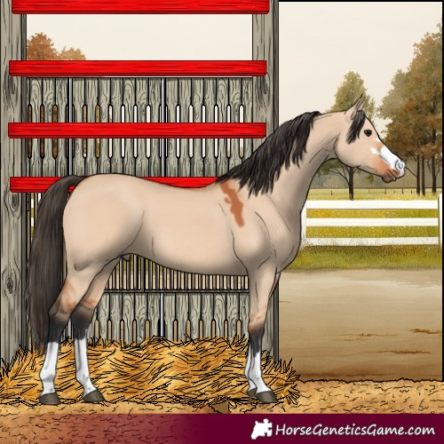 Horse Color:Bay Dun 