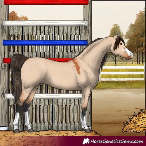 Horse Color:Bay Dun 