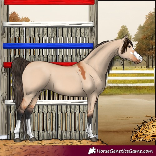 Horse Color:Bay Dun 