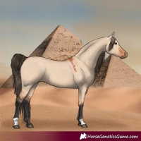 Horse Color:Bay Dun 