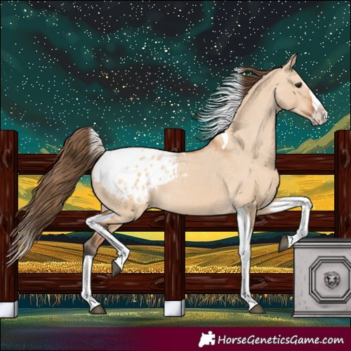 Horse Color:Bay Dun Splash Tobiano Appaloosa 