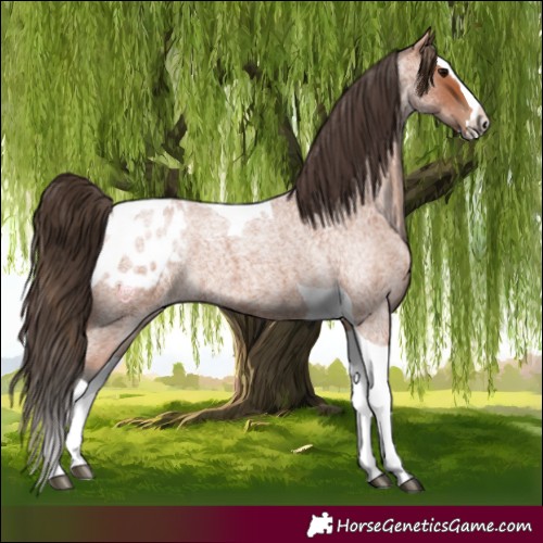 Horse Color:Bay Roan Splash Tobiano Appaloosa 