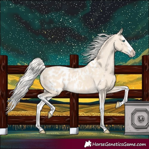 Horse Color:Cremello Splash Appaloosa 