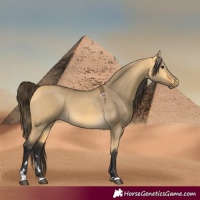 Horse Color:Buckskin Dun 
