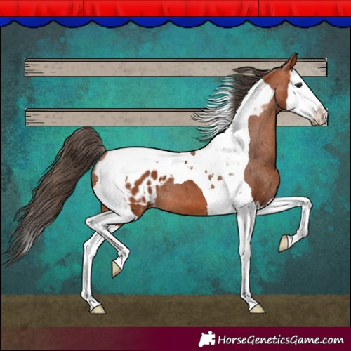 Horse Color:Bay Splash Tobiano Appaloosa 
