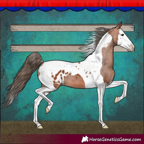 Horse Color:Bay Splash Tobiano Appaloosa 