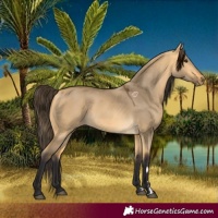 Horse Color:Buckskin Dun 