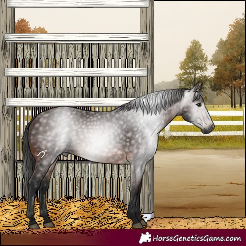 Horse Color:Gray Bay 