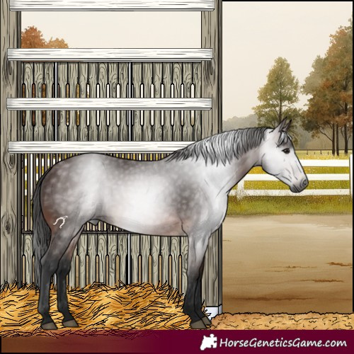 Horse Color:Gray Bay 