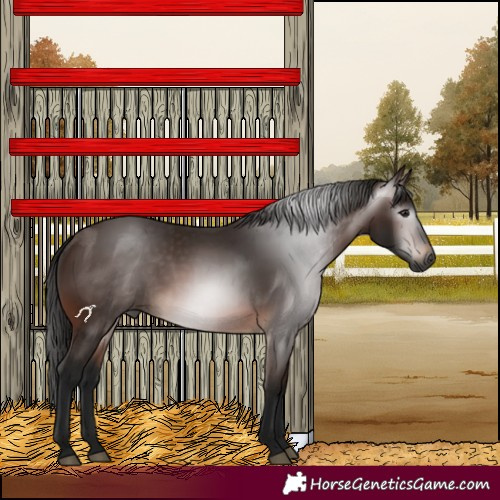 Horse Color:Gray Bay 