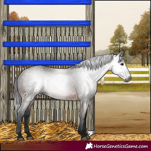 Horse Color:Gray Bay 