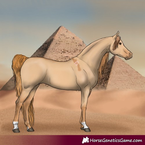 Horse Color:Red Dun 