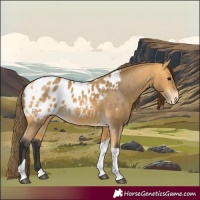 Horse Color:Buckskin Tobiano Appaloosa 