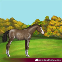 Horse Color:Gray Classic Cream Champagne Sabino Rabicano 