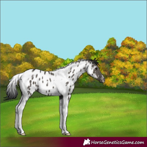 Horse Color:Unknown 
