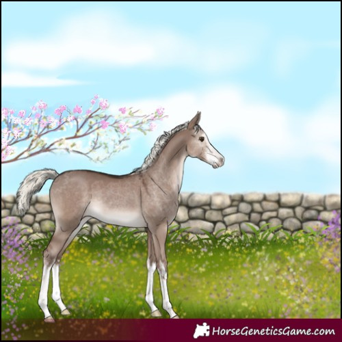 Horse Color:White Spotted Liver Red Dun Mushroom 