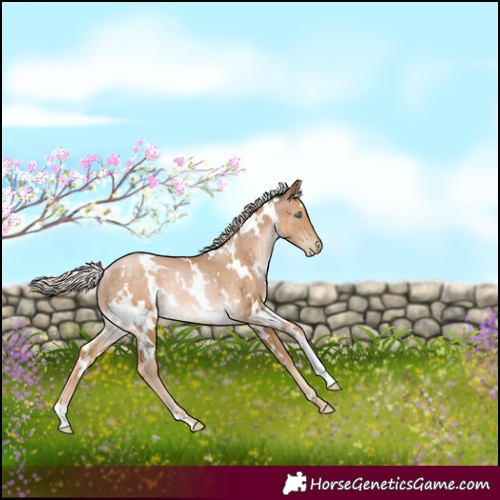 Horse Color:White Spotted Chocolate Palomino Pearl Rabicano 