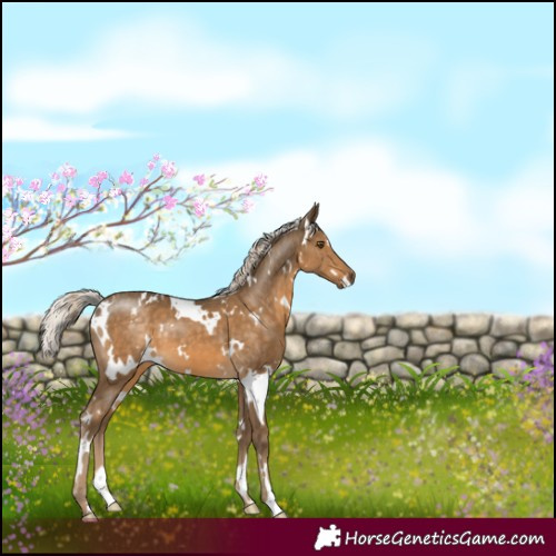 Horse Color:White Spotted Chocolate Palomino Mushroom 
