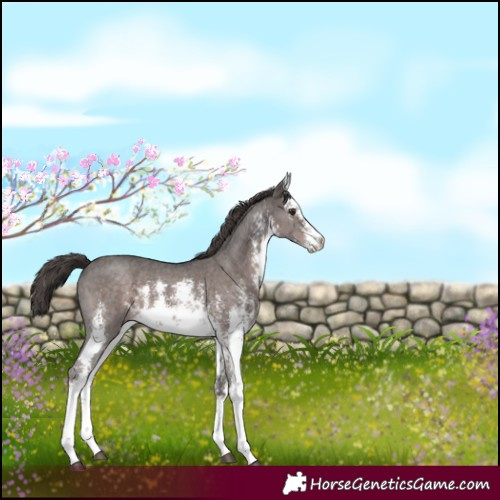 Horse Color:Platinum White Spotted Liver Chestnut Sabino 
