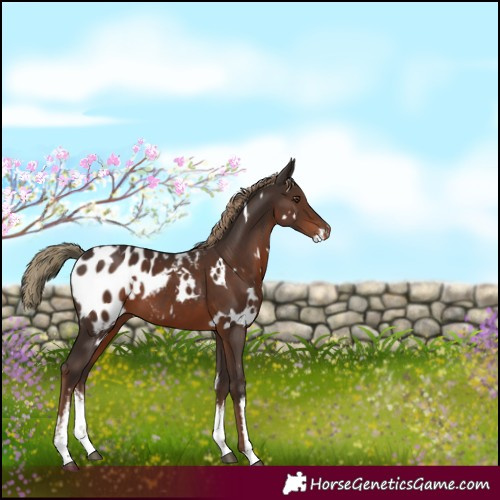 Horse Color:White Spotted Liver Chestnut Appaloosa 