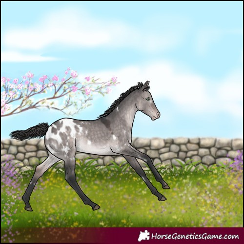 Horse Color:Platinum White Spotted Brown Dun Mushroom Appaloosa Rabicano 