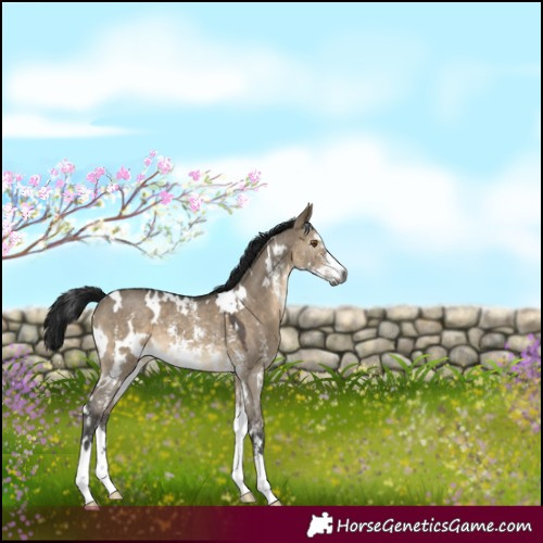 Horse Color:Gray White Spotted Brown Dun Sabino 