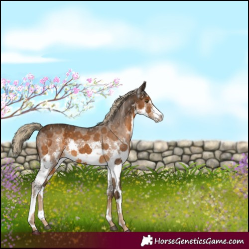 Horse Color:White Spotted Chocolate Palomino Sabino 