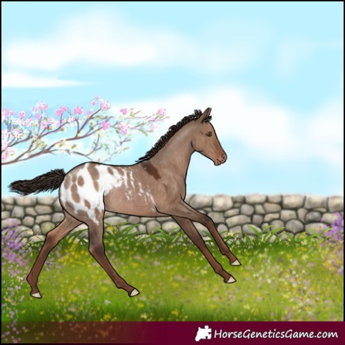 Horse Color:Liver Red Dun Appaloosa Rabicano 