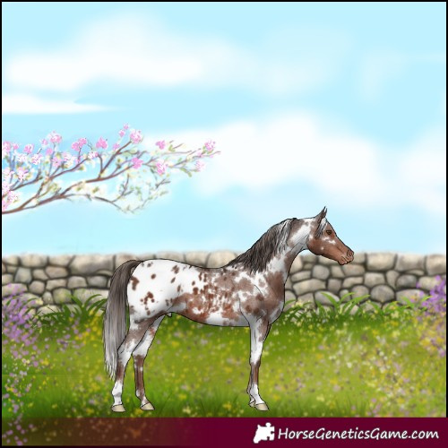 Horse Color:White Spotted Liver Chestnut Blanket 