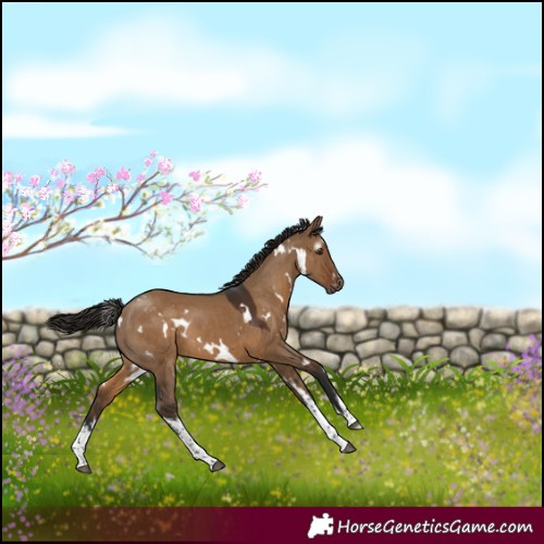 Horse Color:Gray White Spotted Liver Red Dun Varnish 
