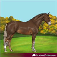 Horse Color:Chocolate Palomino Sabino Tobiano 
