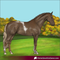 Horse Color:Chocolate Palomino Tobiano 