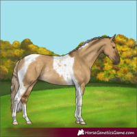 Horse Color:Chocolate Palomino Dun Tobiano Rabicano 