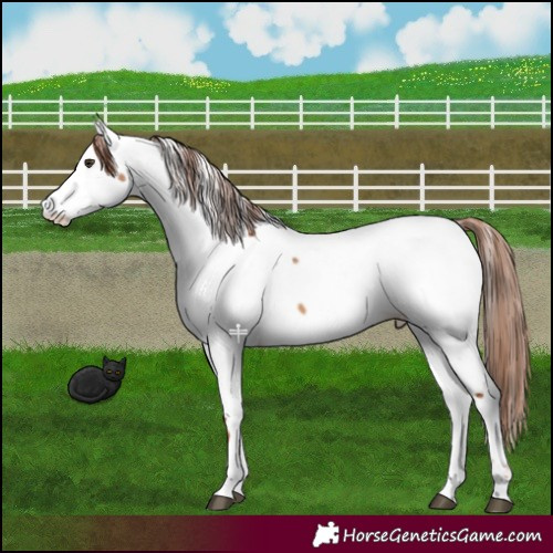 Horse Color:Red Dun Appaloosa 